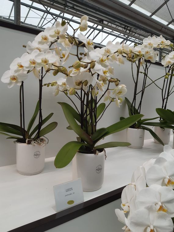 Orchidee