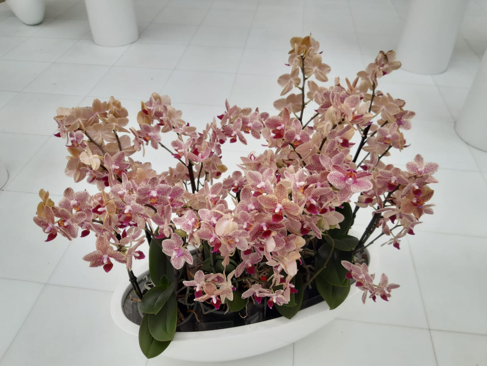 Fiori in vaso