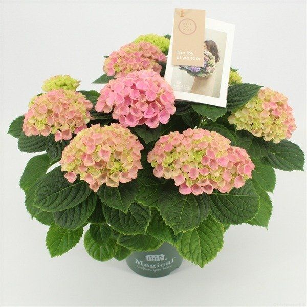Fiori