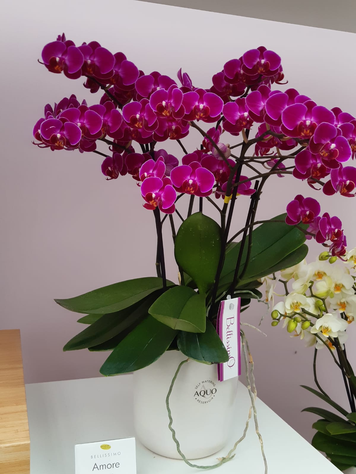 Fiori