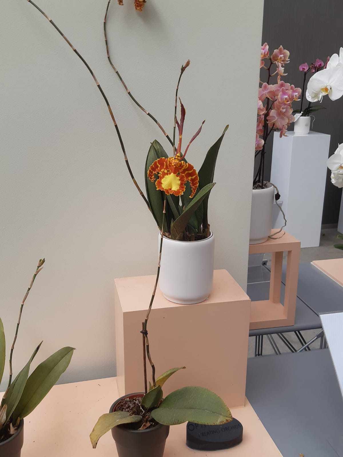 Fiori