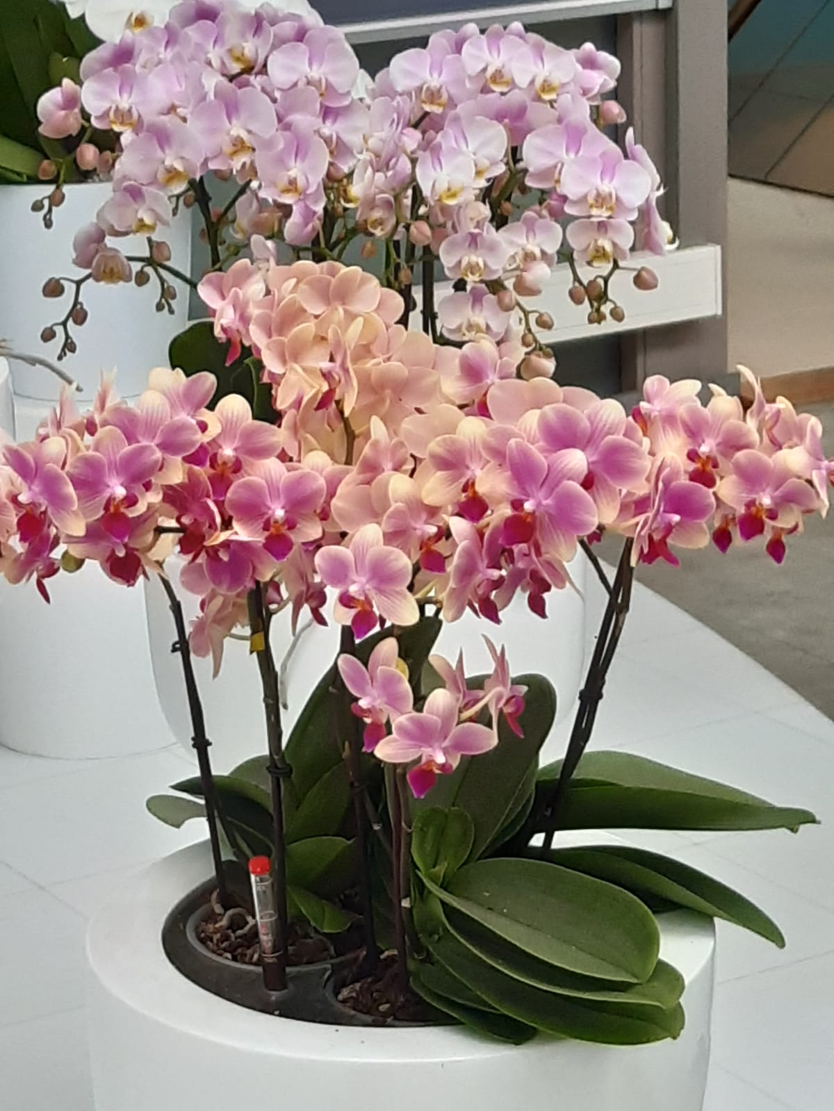 Fiori