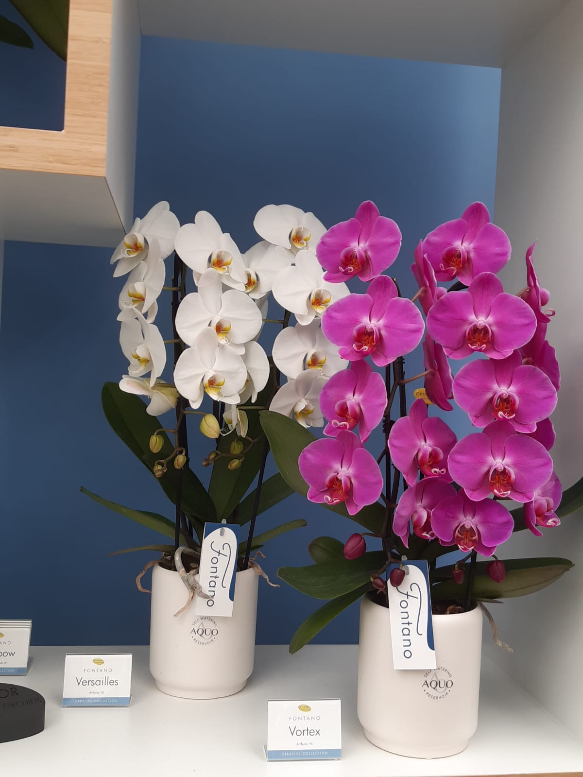 Fiori