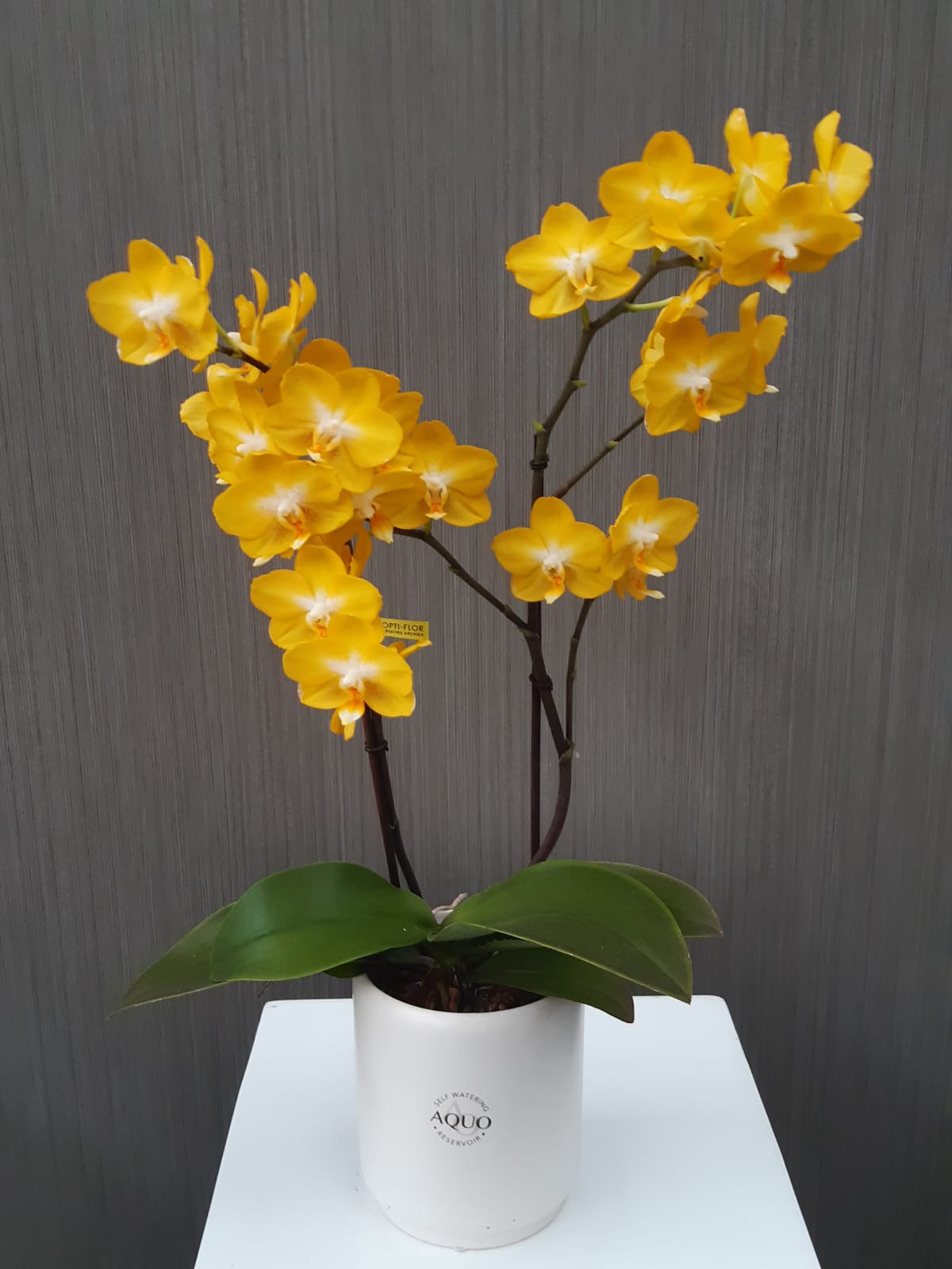 Fiori
