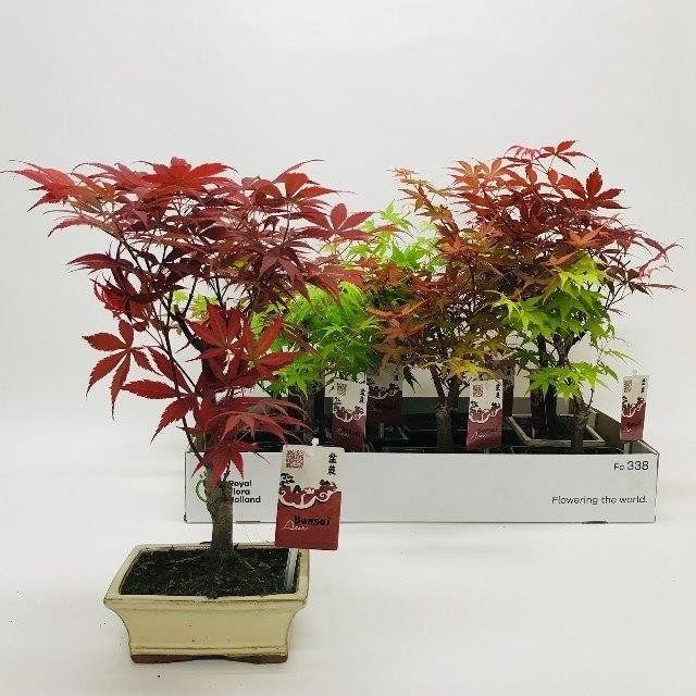 Fiori