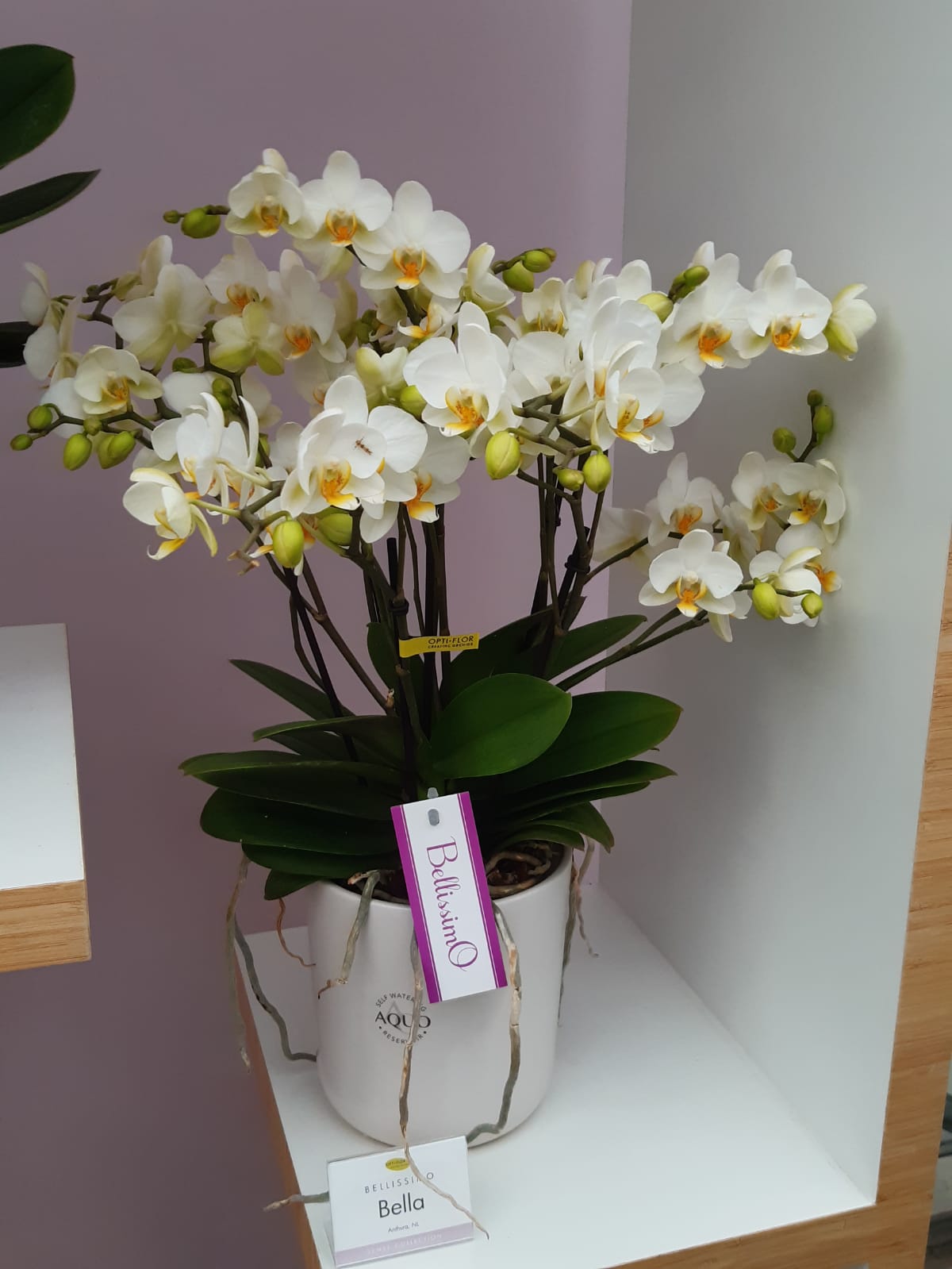 Fiori
