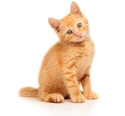 Cute little red kitten - cat care in Minneapolis, MN Cute little red kitten - cat care in Minneapolis, MN