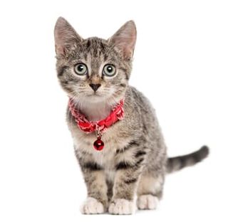 European Shorthair kitten - cat care in Minneapolis, MN European Shorthair kitten - cat care in Minneapolis, MN
