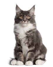 Maine Coon Kitten - cat care in Minneapolis, MN