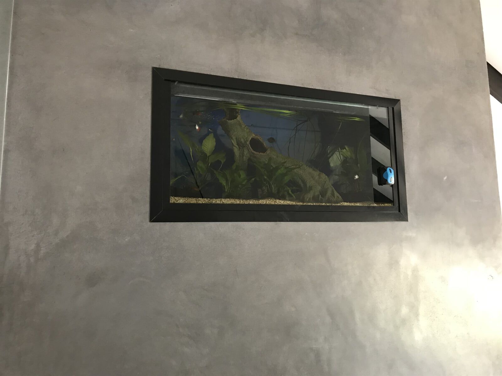 A rectangular aquarium built into a gray wall. Black frame surrounds the tank.
