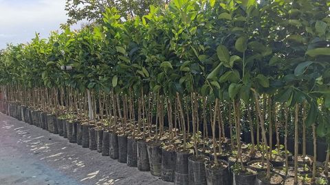 Piante da frutta