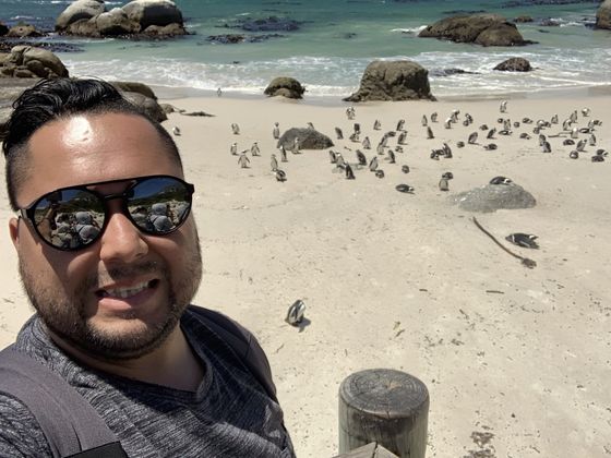 Penguin Colony Boulder Beach South Africa