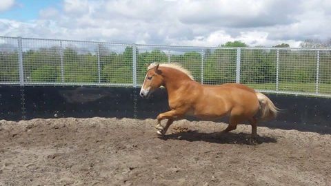 Lunge Pen