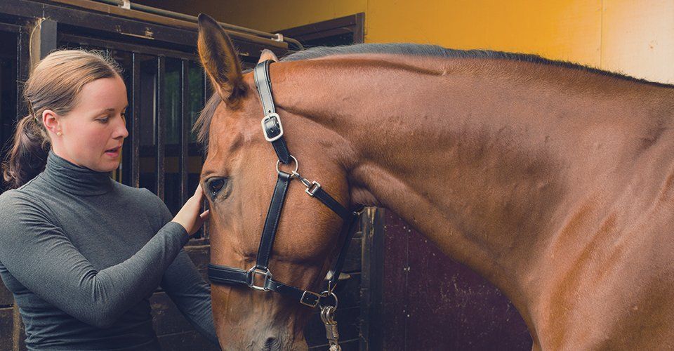 Meet Busy Equitation Centre
