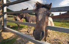 Horses