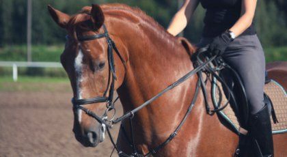 Horse riding lessons