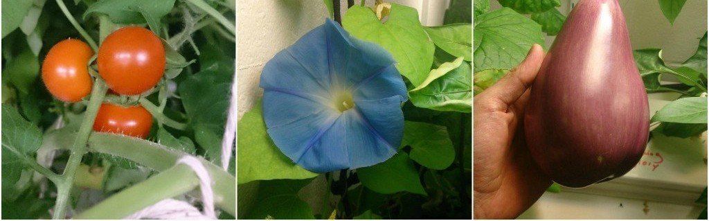 Fruit, flowers and vegetables grown with a hydroponic NFT system at a London school academy