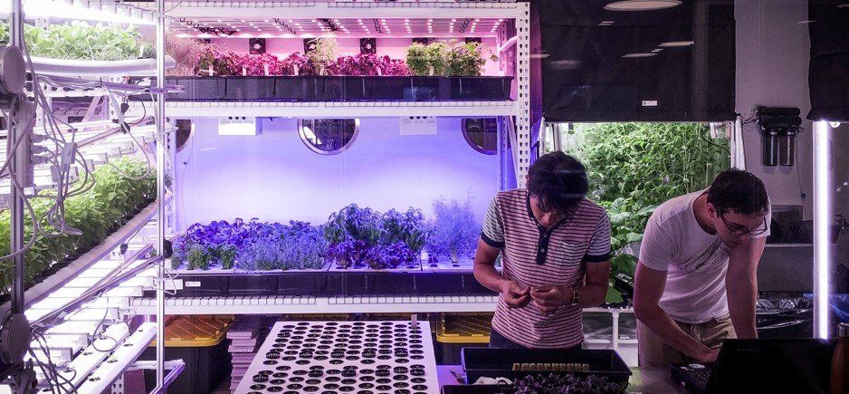Farm One, an underground farm in central Manhattan. Hydroponic herbs under a 2 Star Michelin restaurant