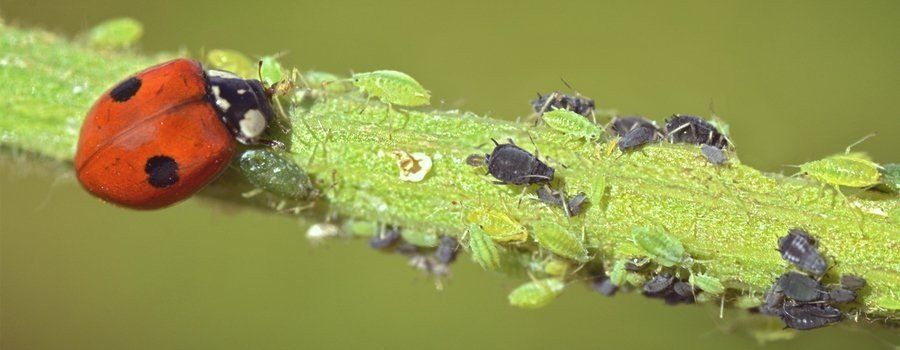 Ladybirds protect plants from mites and can eat up to 100 per day