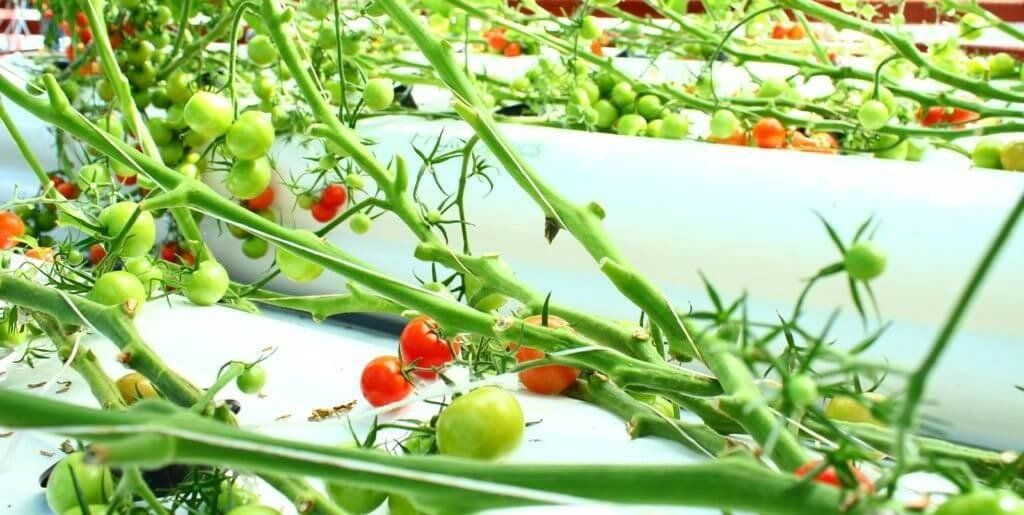 A Welsh startup hydroponics firm receives a £650,000 cash boost to supply two major supermarkets