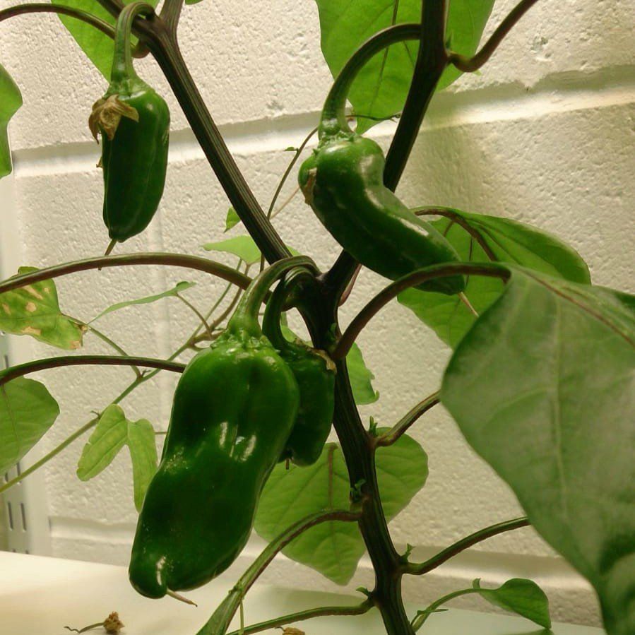 Peppers that are being cultivated in a hydroponic gully system at London's University Academy of Engineering. This is showing students the different methods available for successful growing.