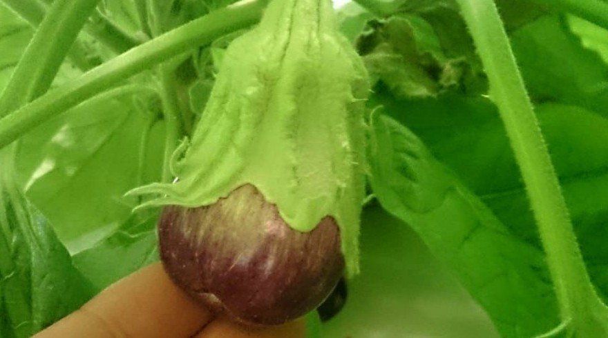 By using hydroponics the aubergines begin to grow through in the NFT nutrient film technique system at the University Academy of Engineering in London.