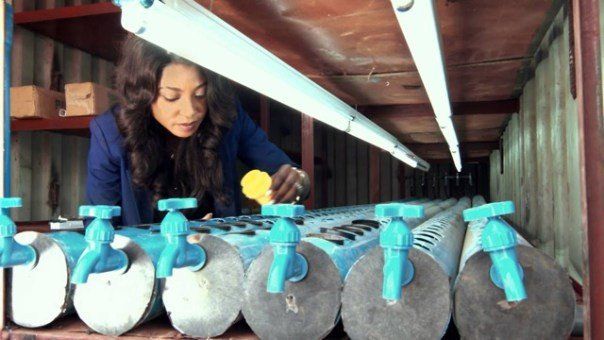A Nigerian entrepreneur uses hydroponics in a shipping container to overcome climate and transport issues
