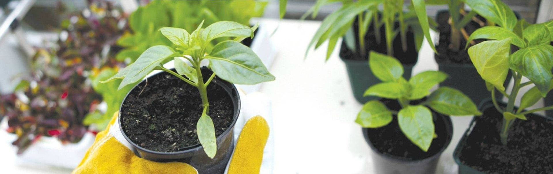 Every seed delivers a unique plant which gives a diversity of characteristics whether grown hydroponically or traditionally. Image from ROOT!T