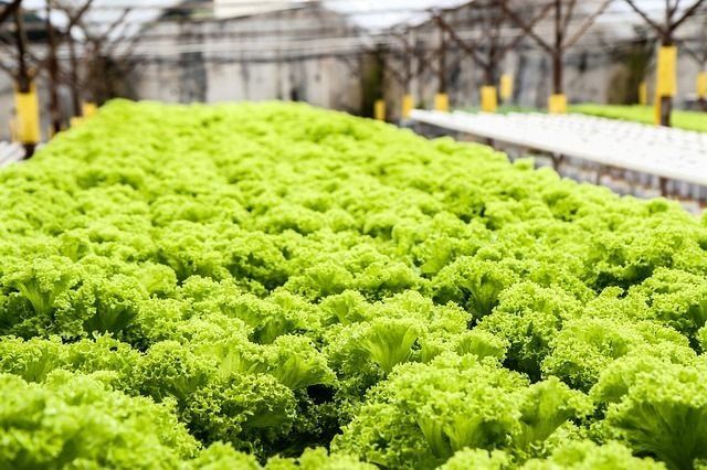Hydroponics typically use a closed growing system, for example in a greenhouse