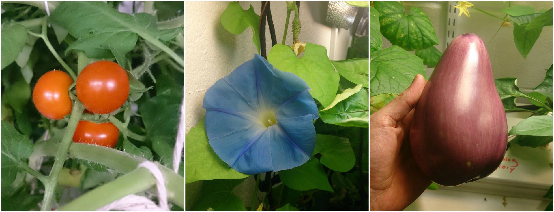 Flowers and fruit grown using NFT hydroponics at a London school academy. Blooming indoors using a nutrient film technique for feeding and watering