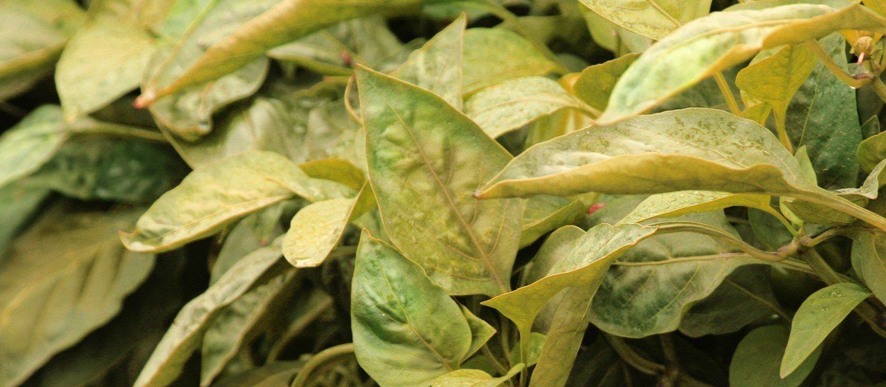 Nitrogen deficiency in plants will lead to yellow leaves and purple/red stems due to a loss of chlorophyll