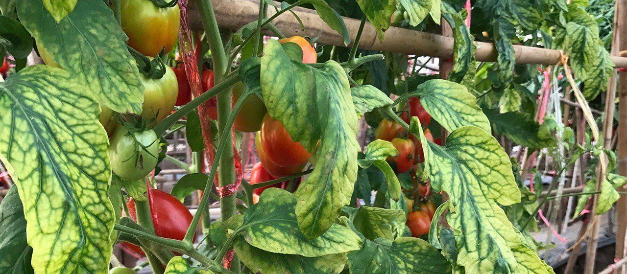 A lack of iron in a grow system's nutrient feed make the plant appear bleached with yellow leaves and green veins