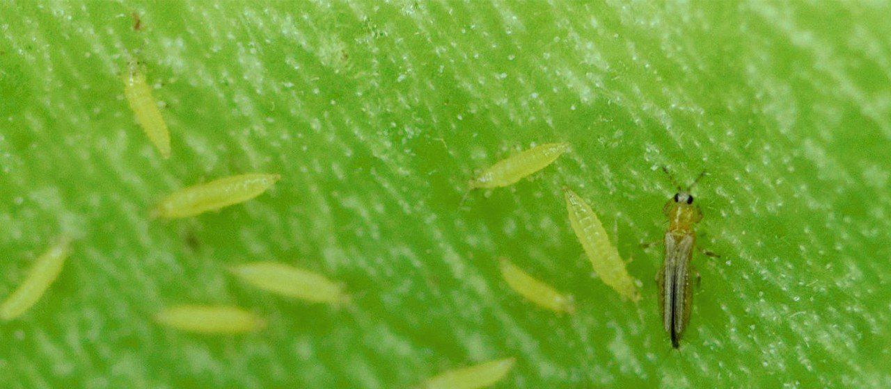 Thrips are slender winged insects that cause silvery damage to leaves by sucking them dry