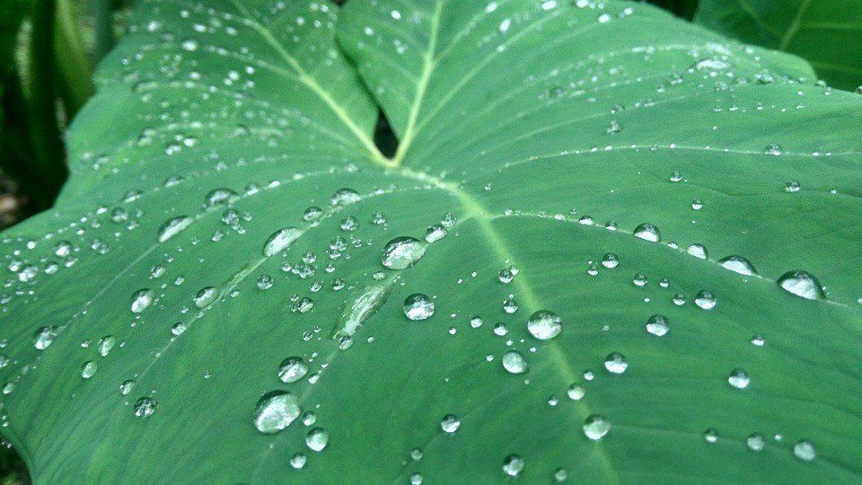 Pure filtered and reverse osmosis water enhances the growth of plants