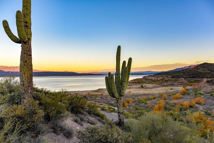 a couple of saguaro cactus standing next to a body of water .