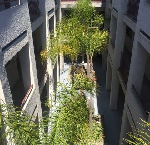 Green trees in a walkway between apartment buildings