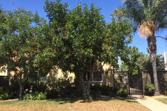 Trees in a yard