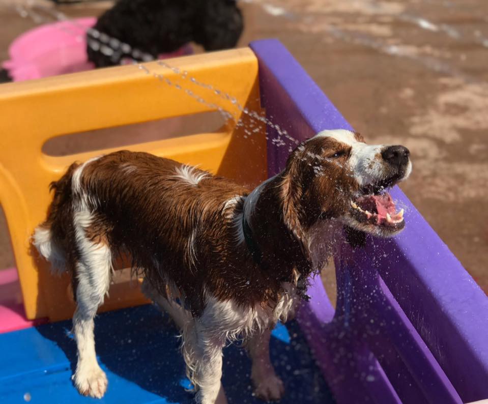 A Dogs Day Out 19