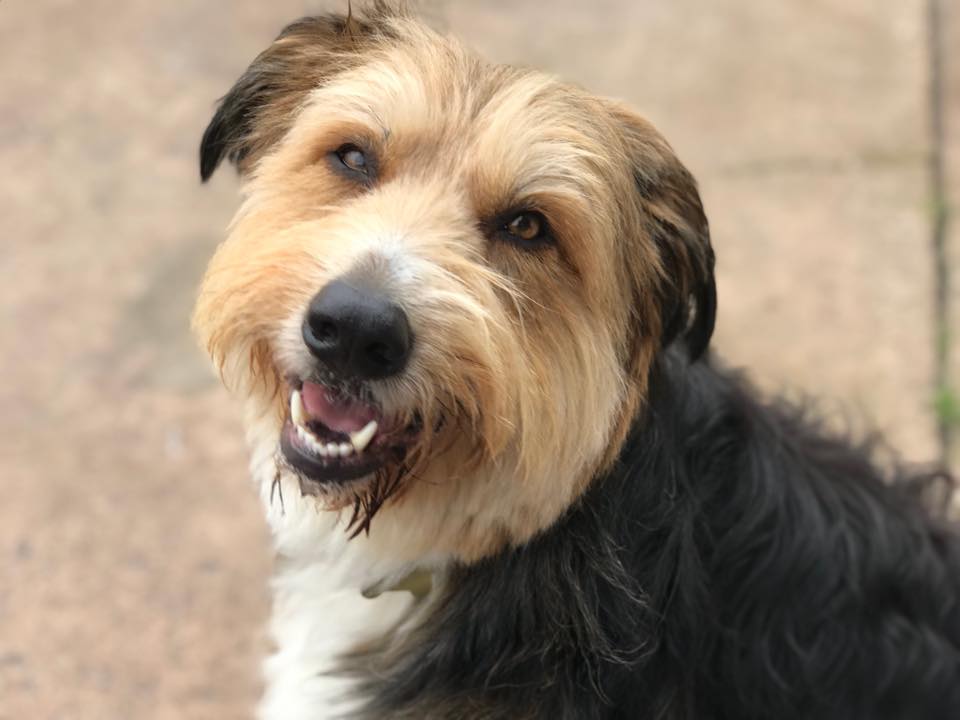 A Dogs Day Out 16