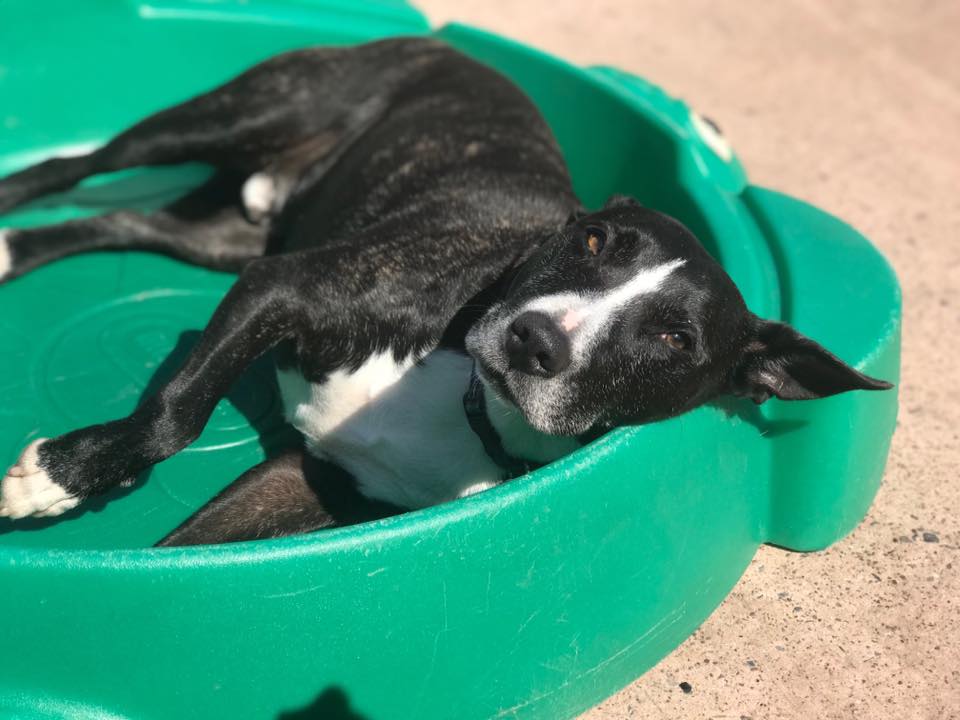 A Dogs Day Out 17