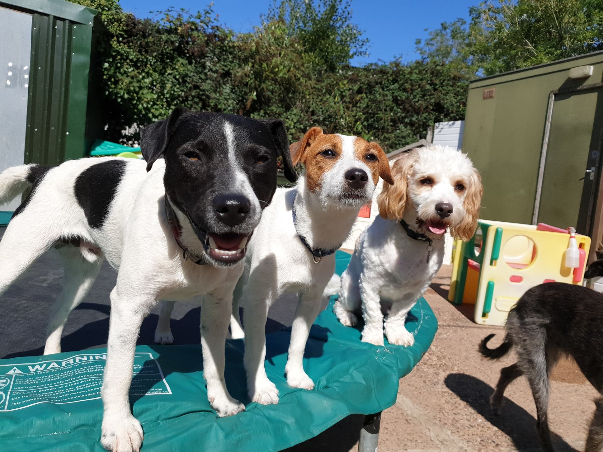 A Dogs Day Out - Pinhoe 3