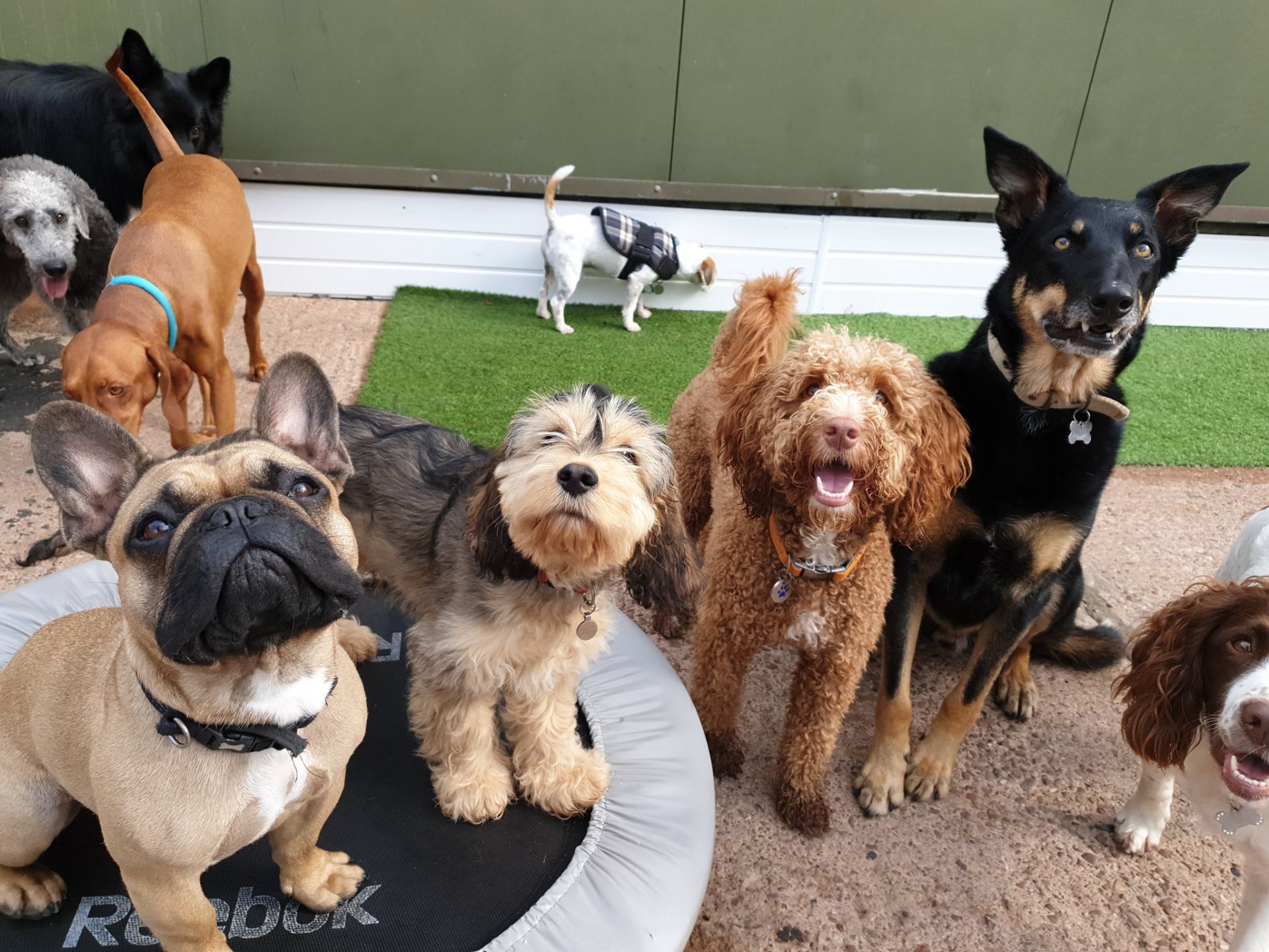 A Dogs Day Out - Pinhoe 19