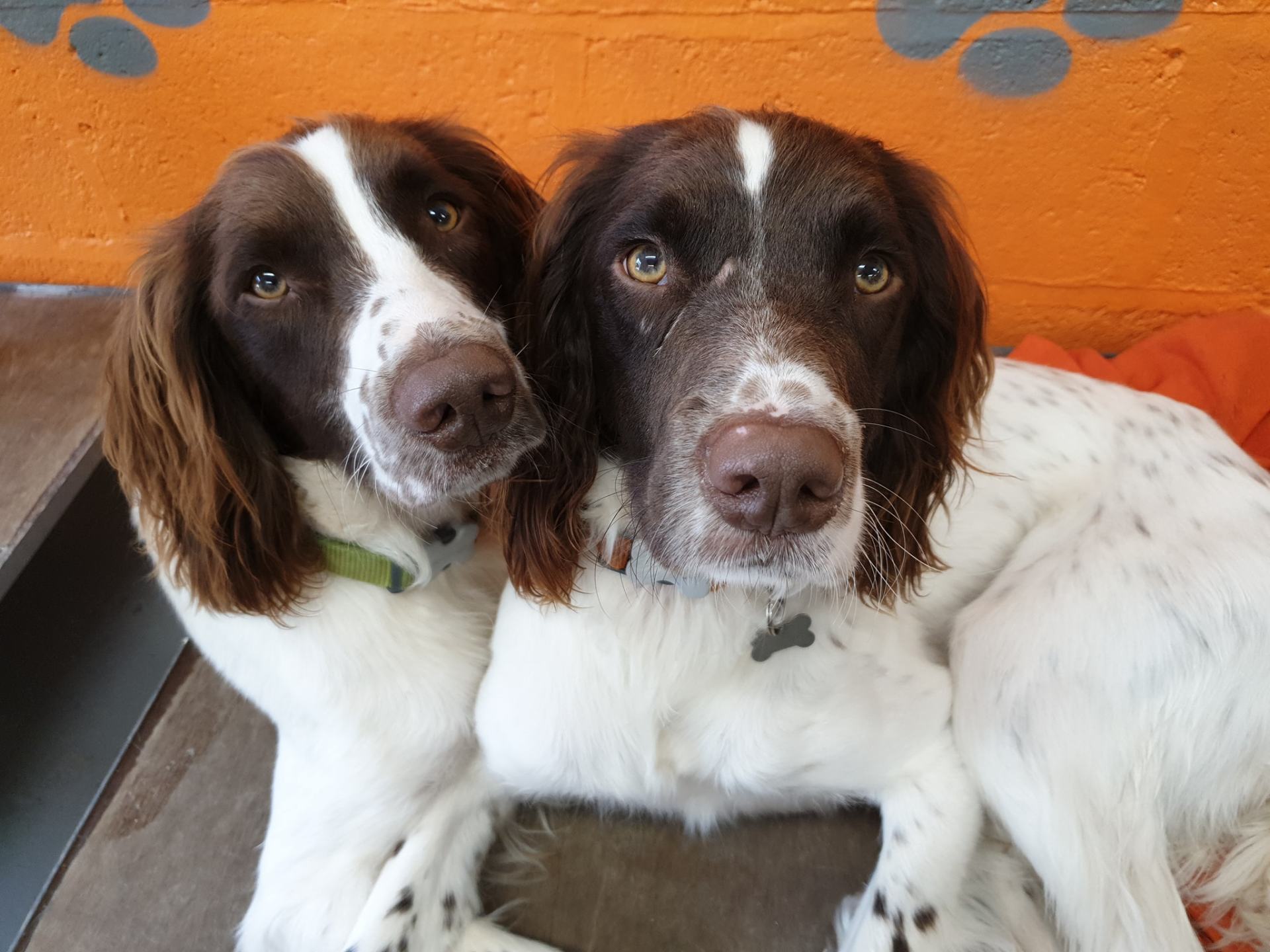 A Dogs Day Out - Pinhoe 22