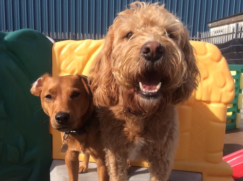 A Dogs Day Out 22