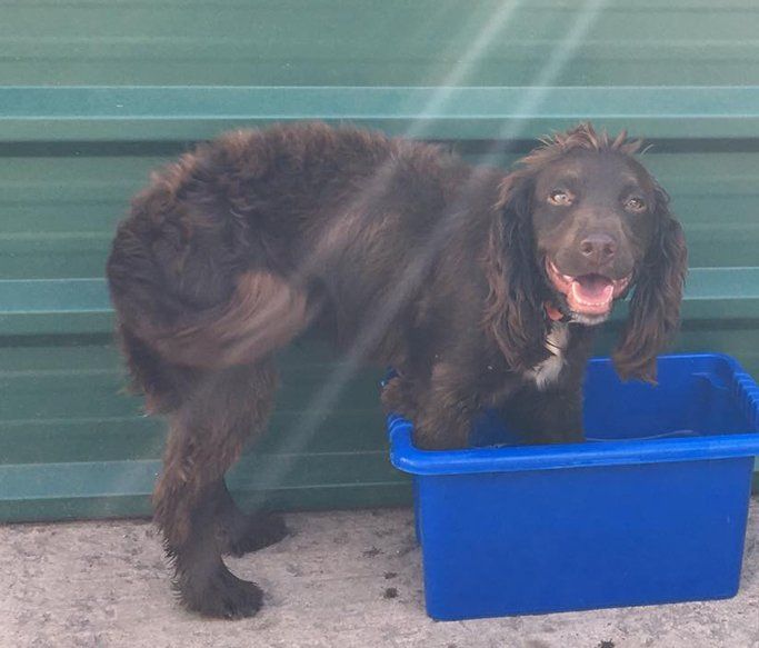 A Dogs Day Out 8