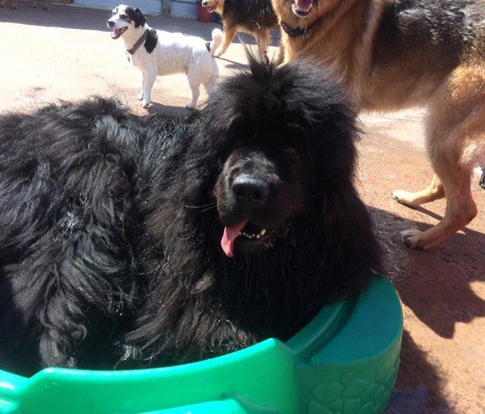 A Dogs Day Out 10