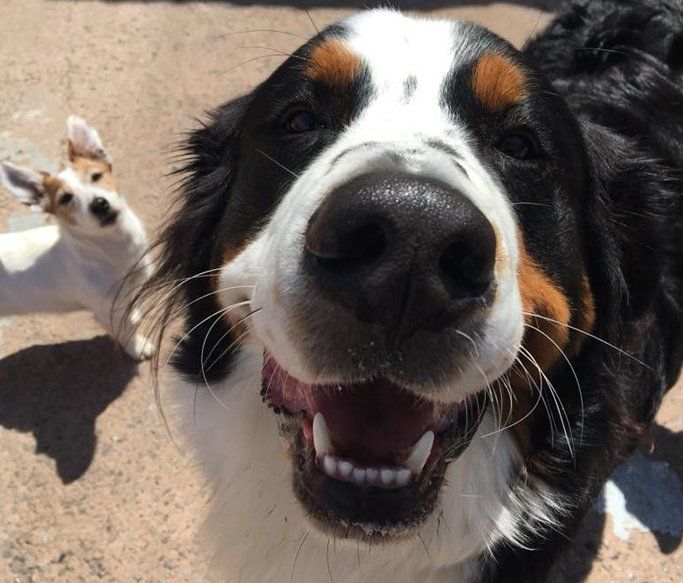 A Dogs Day Out 11