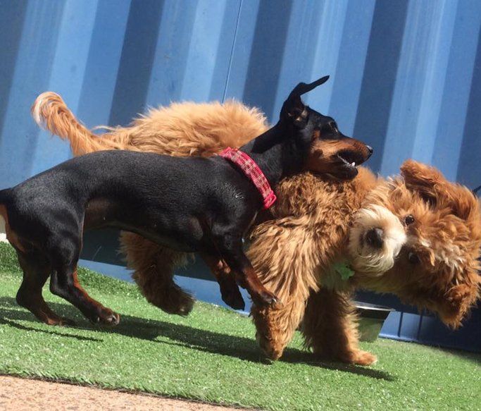 A Dogs Day Out 12