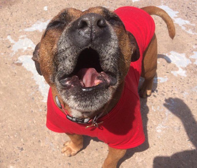A Dogs Day Out 13