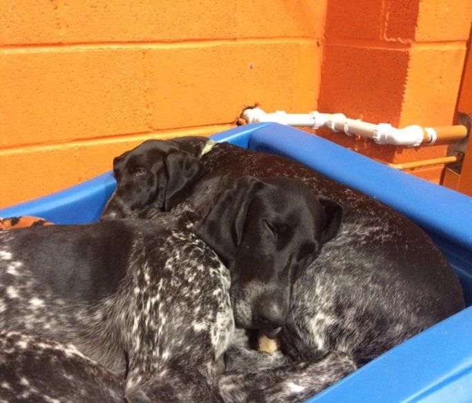 A Dogs Day Out 14